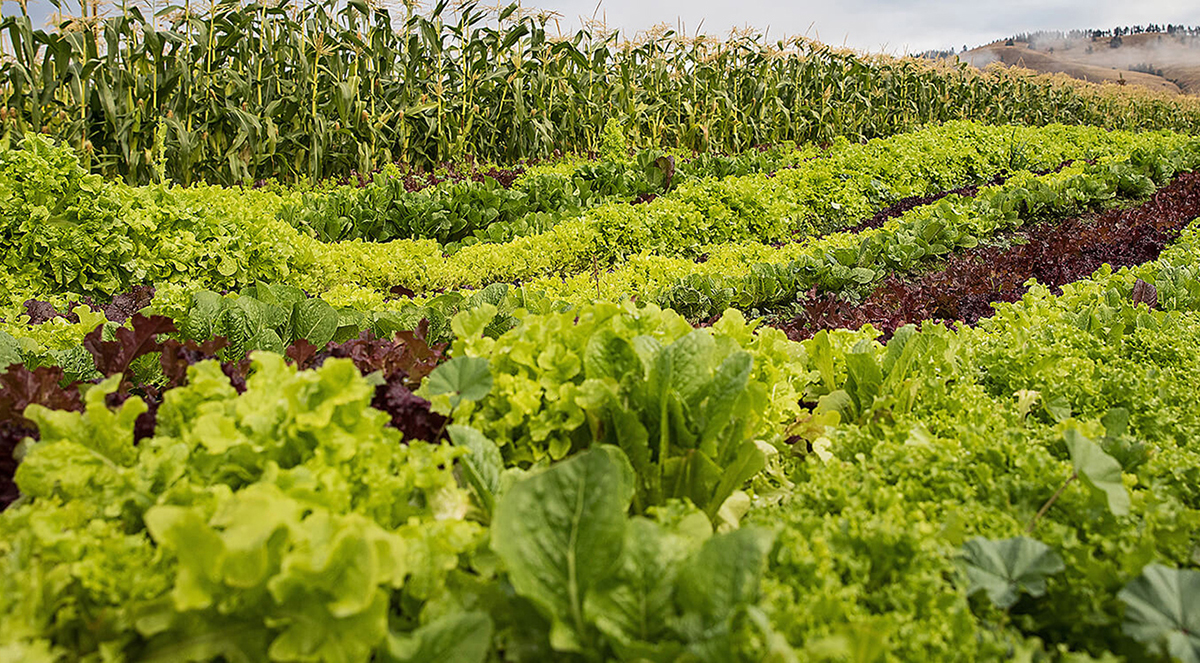 Building better ground: Croptek Bio’s focus on soil health